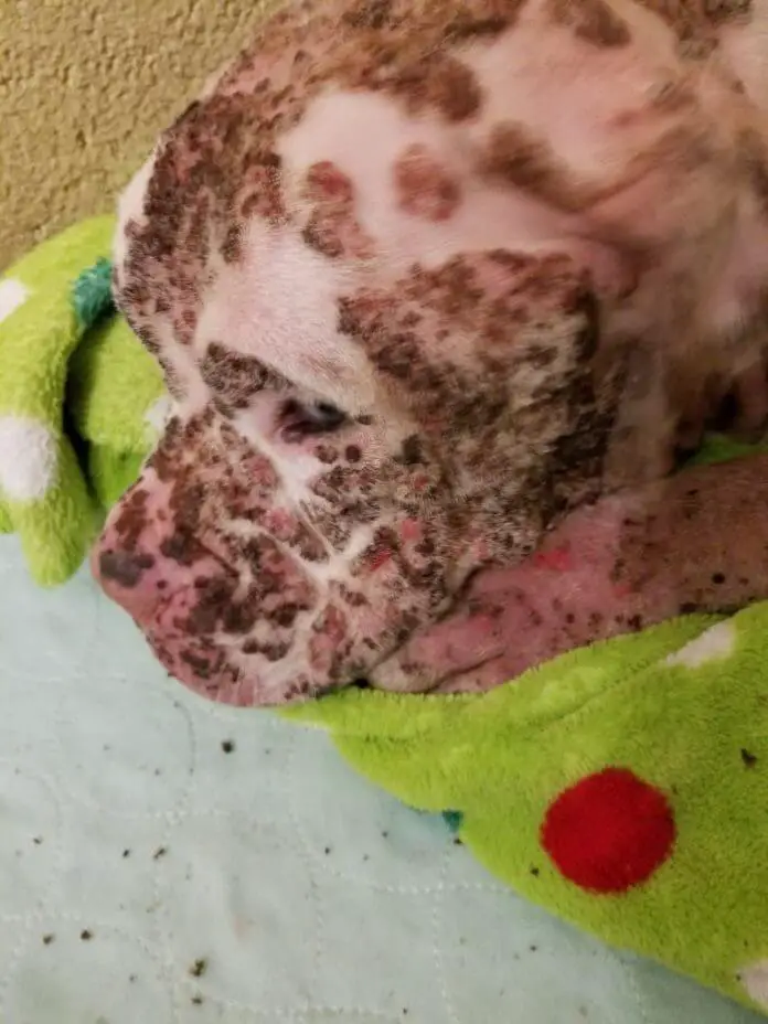 dog stung by bees