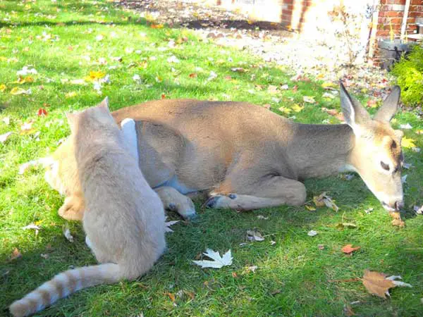 cat and deer