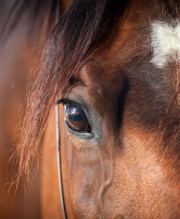 neglected horse