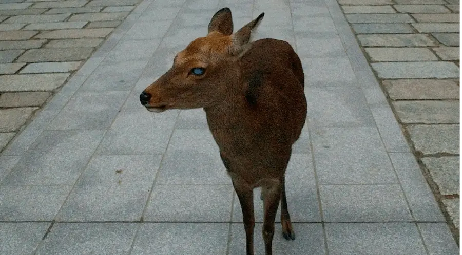 boy and blind deer