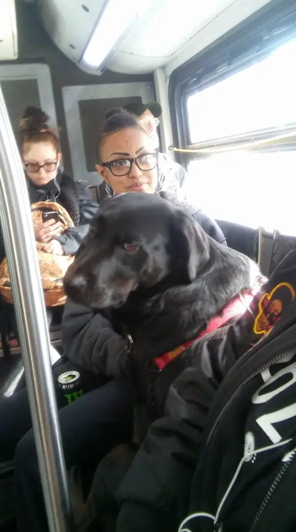 dog on bus