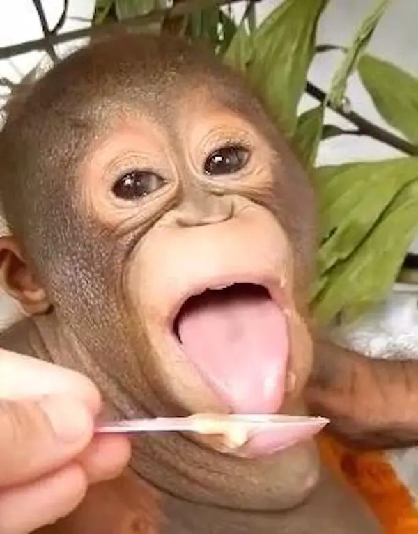 baby orangutan 