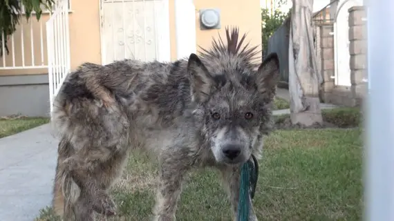 wolf-hybrid dog rescued