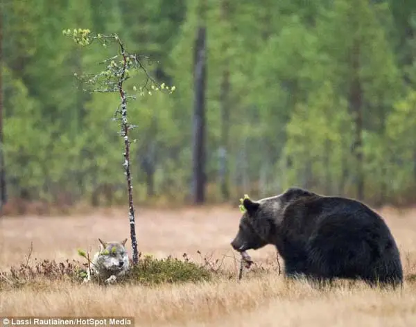 bear and wolf friendship