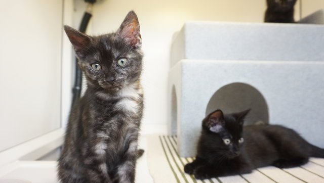 kittens in a box