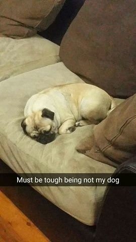 lost pug returned