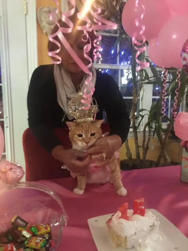 cat and 15th birthday