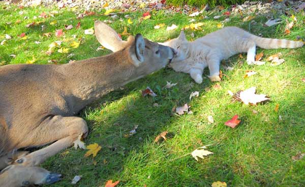 cat and deer