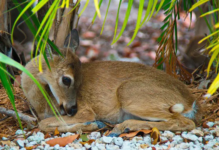 boy and blind deer