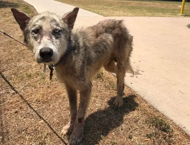 dog in shelter