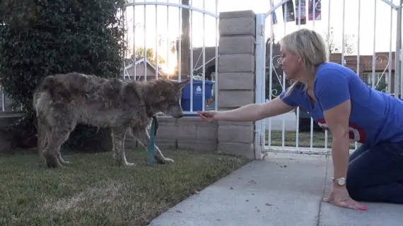 wolf-hybrid dog rescued