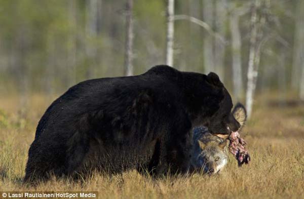 bear and wolf friendship