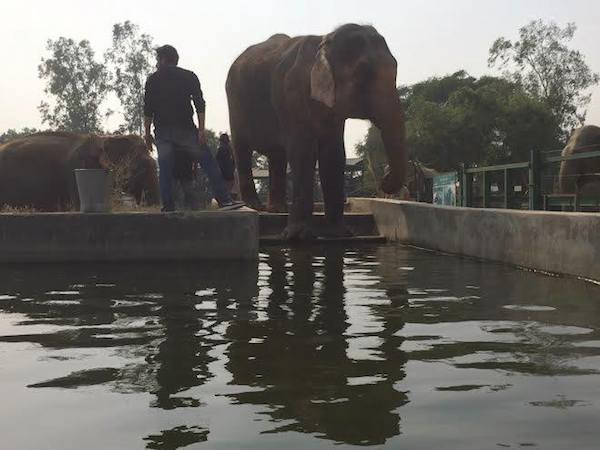 elephant finally free