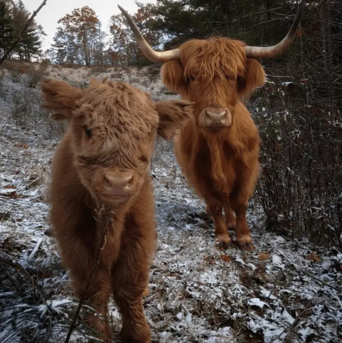 fluffy cow