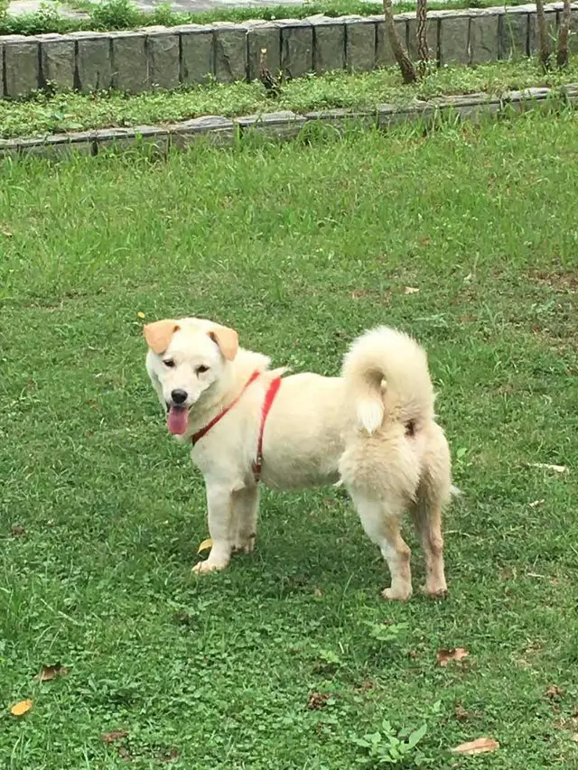 dog sold for meat