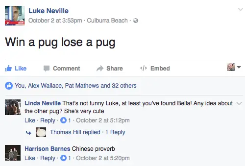 lost pug returned