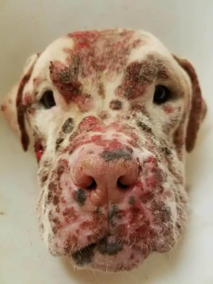 dog stung by bees
