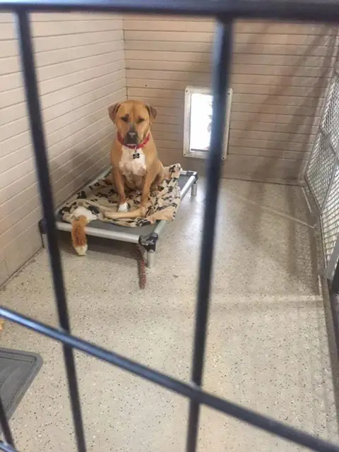 shelter dog