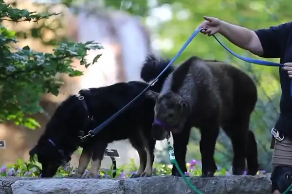 baby takin and dog