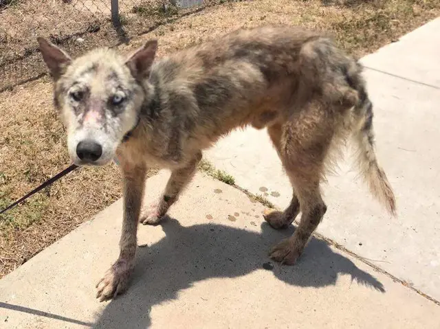 dog in shelter