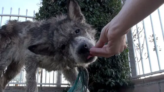 wolf-hybrid dog rescued