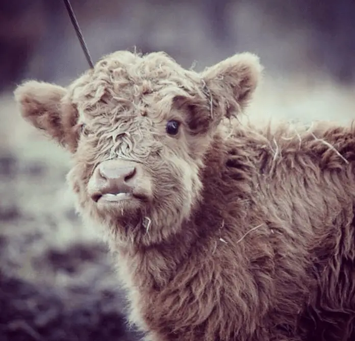 fluffy cow