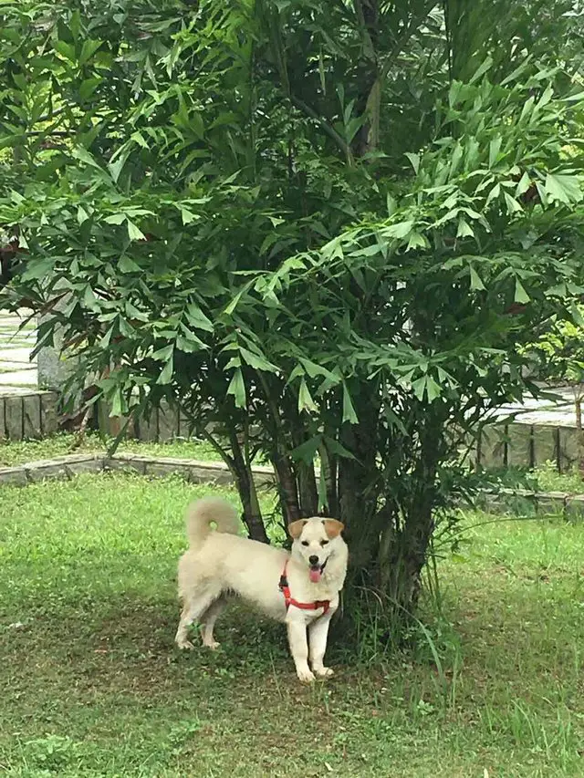 dog sold for meat