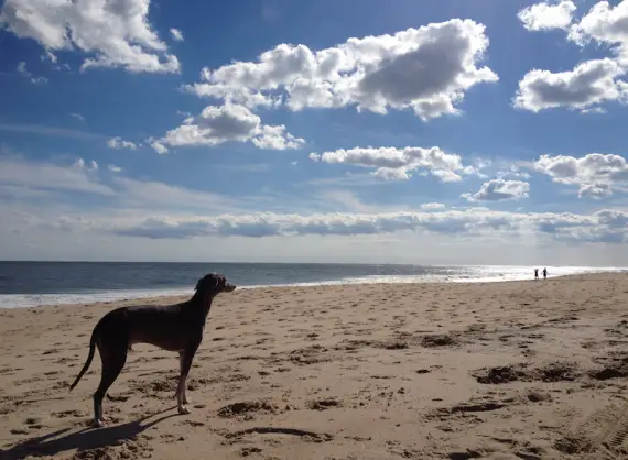 dog and best friend