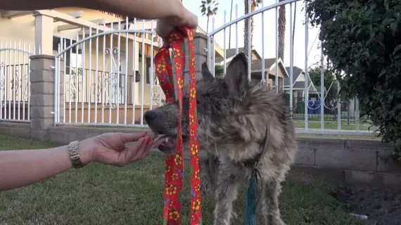 wolf-hybrid dog rescued