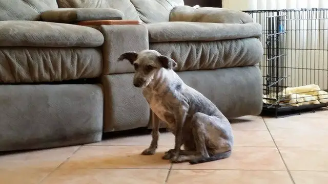 dog in a tire