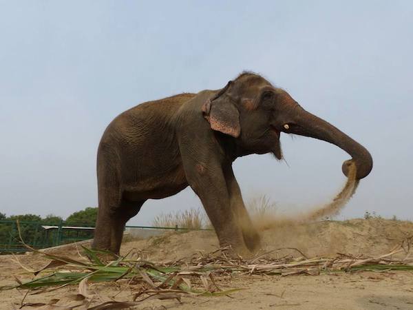 elephant finally free