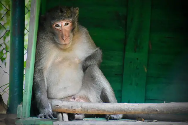 injured monkey