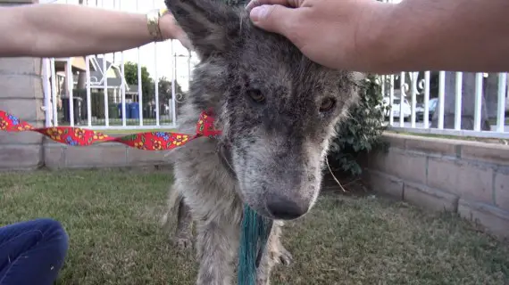 wolf-hybrid dog rescued