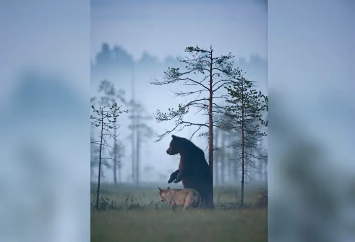 bear and wolf friendship