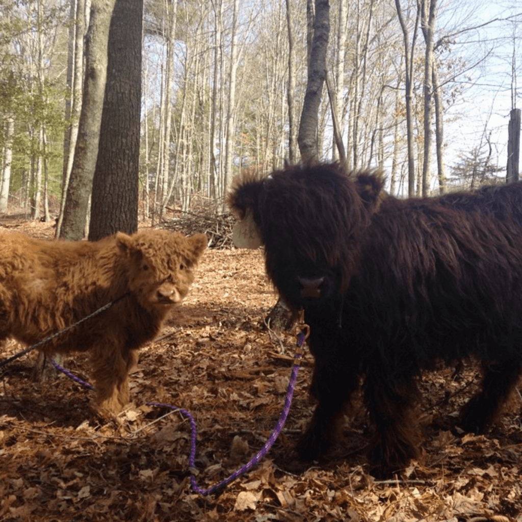 fluffy cow