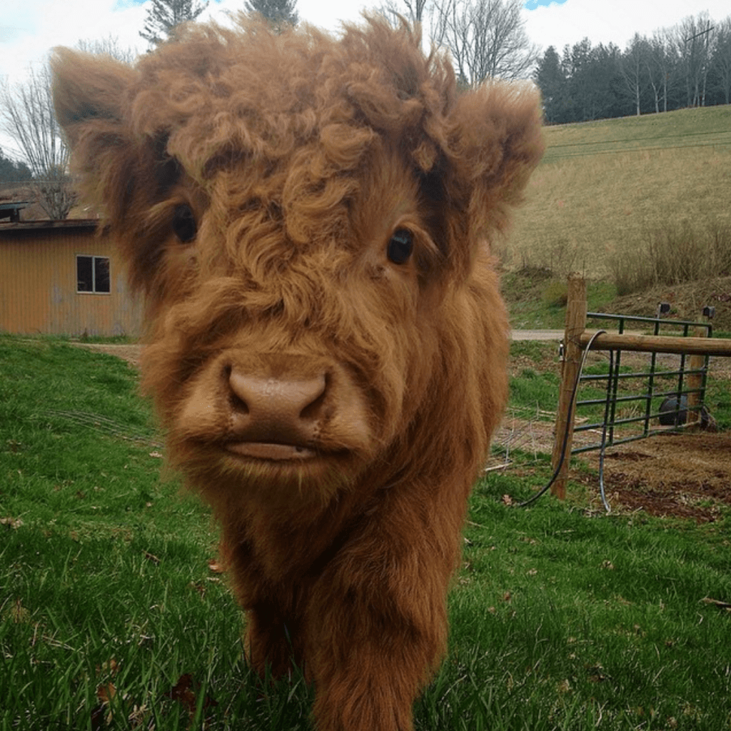 fluffy cow