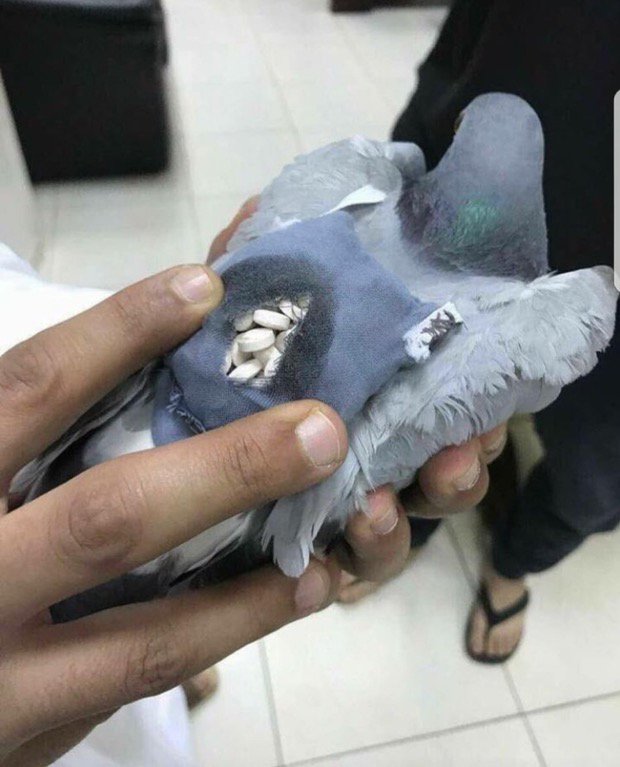 pigeon with ecstasy pills