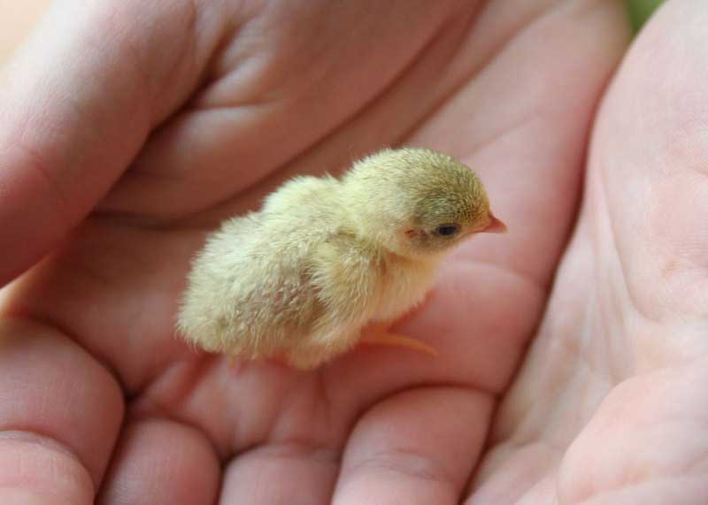 baby quail baby quail