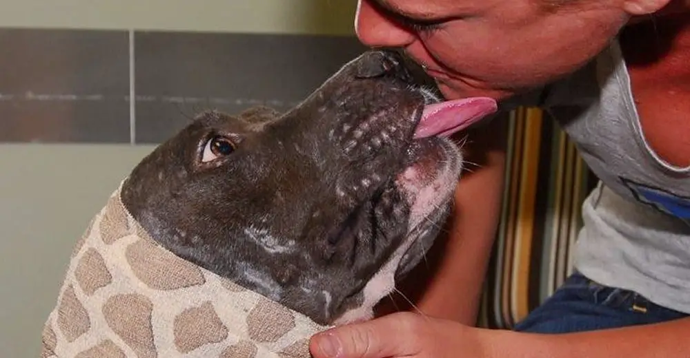 bait dog fighting rescued she ears both missing finally safe idea found had