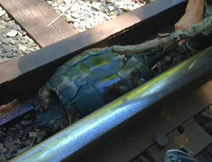 turtle in train track