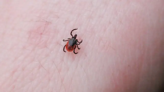 tick bite kills mom