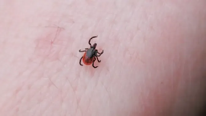 tick bite kills mom
