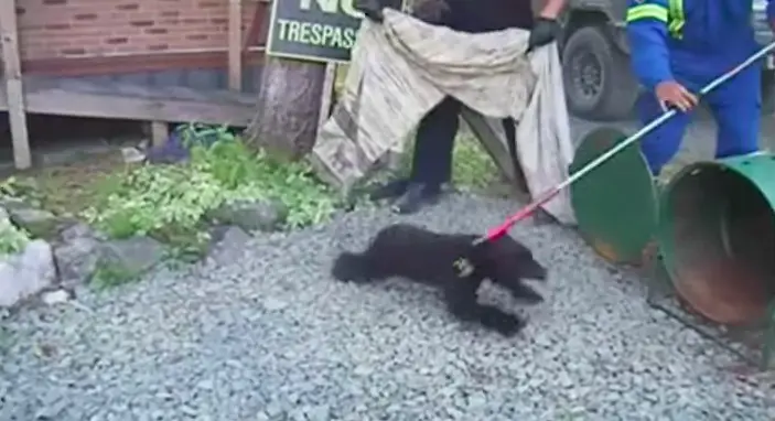 officer and bear cubs