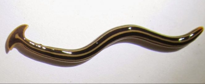 hammerhead worm