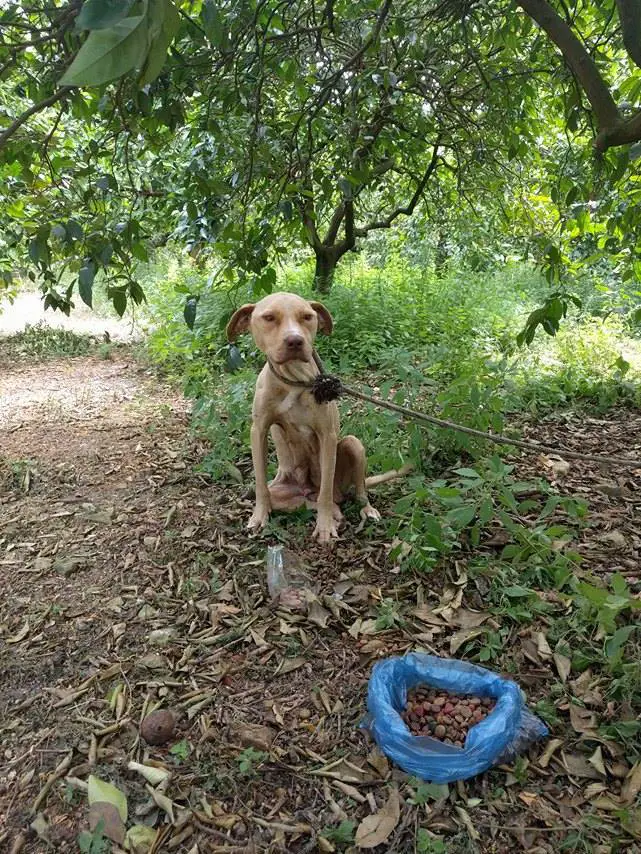 dog and puppies