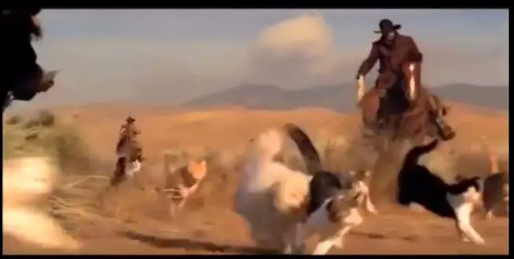 cowboy herding cats