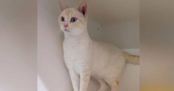 shelter cat adopted