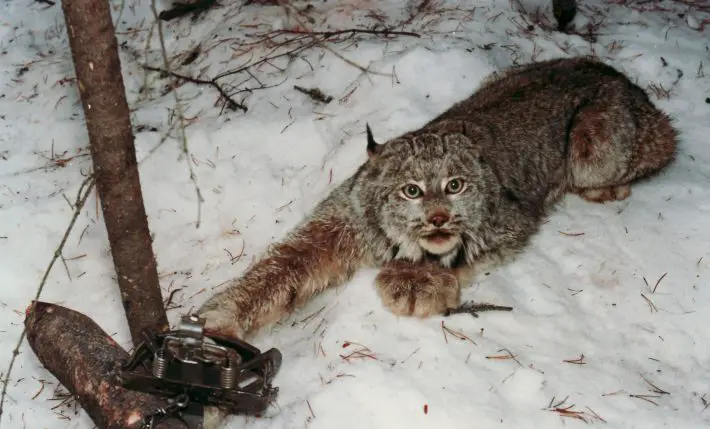 lynx trapped