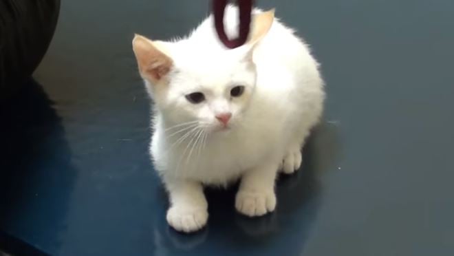 kitten with ear infection