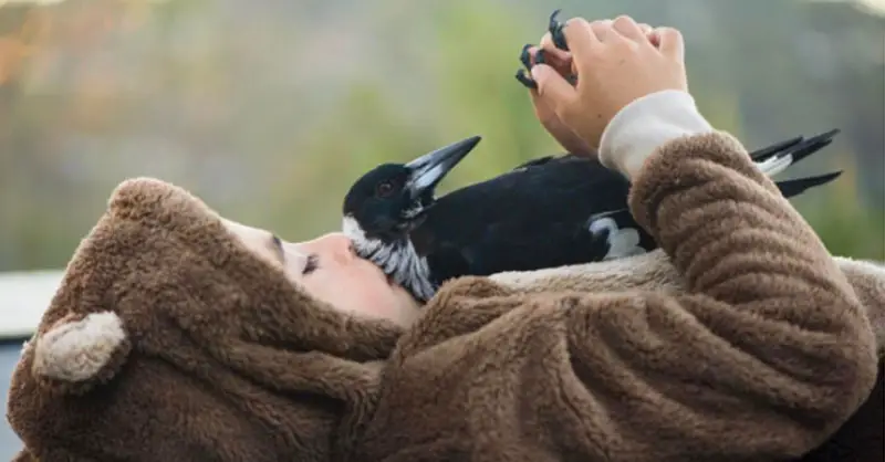 magpie and family